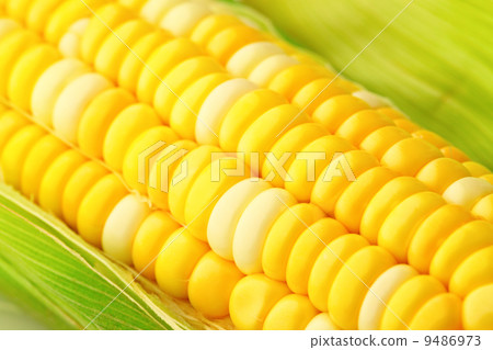corn cob with green leaves 9486973