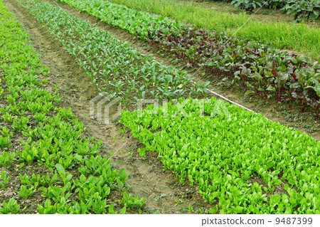 field field 9487399