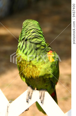 parrot look back 9487400
