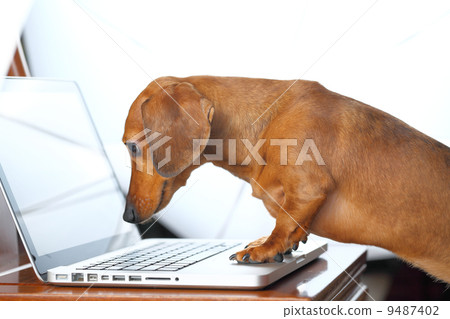 dog using computer 9487402
