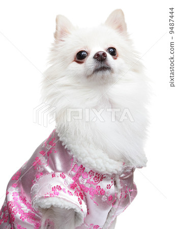 Pomeranian Spitz dog 9487444