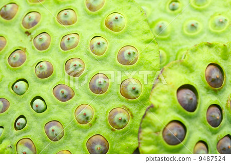 Lotus seed pod close up 9487524
