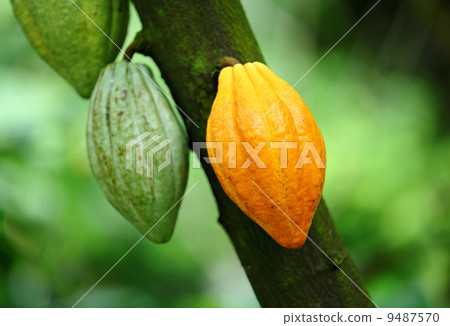 Cocoa pod 9487570