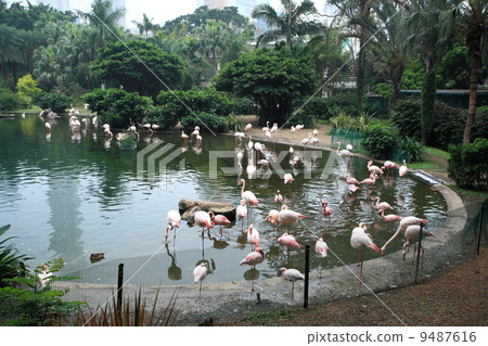 flamingo pool in park flamingo pool in park 9487616