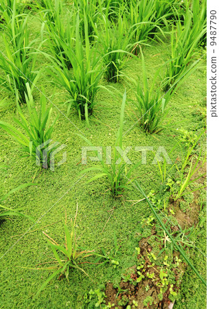 rice field rice field 9487790