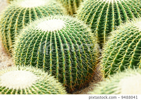 cactus cactus 9488041