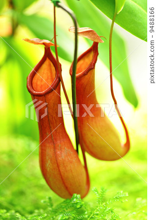 Pitcher plant 9488166