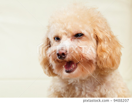 Dog poodle smile Dog poodle smile 9488207