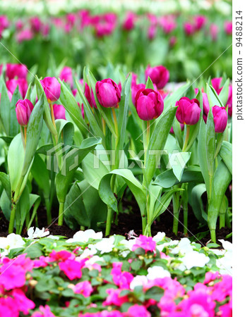 Purple tulips Purple tulips 9488214