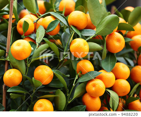 kumquat for chinese new year kumquat for chinese new year 9488220