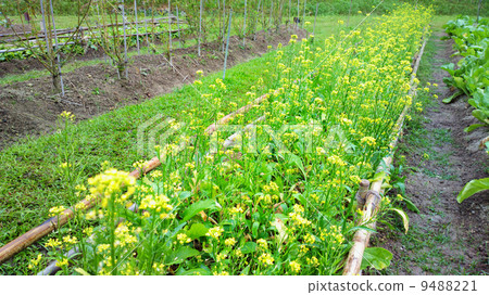 field field 9488221