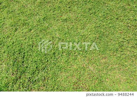 Green grass background 9488244