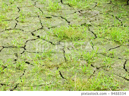 Green grass on cracked earth 9488334