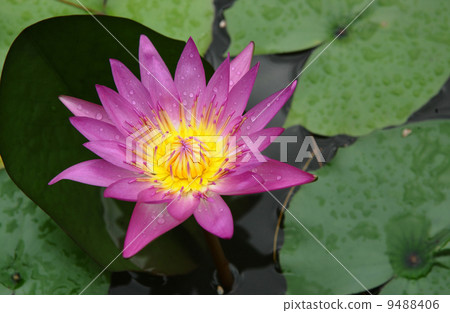lotus 9488406
