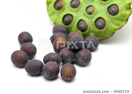 Fresh lotus seeds and pod 9488559