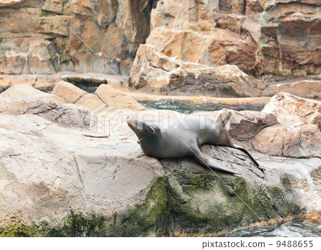 sea lion 9488655