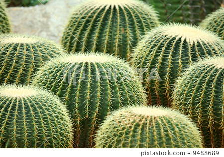 cactus 9488689