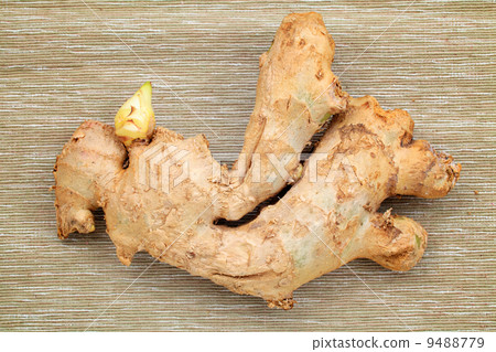 ginger ginger 9488779