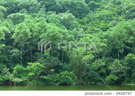 lake with green tree 9488797