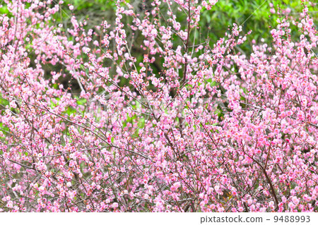 plum flower blossom plum flower blossom 9488993