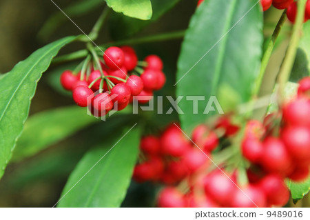 hilo holly hilo holly 9489016