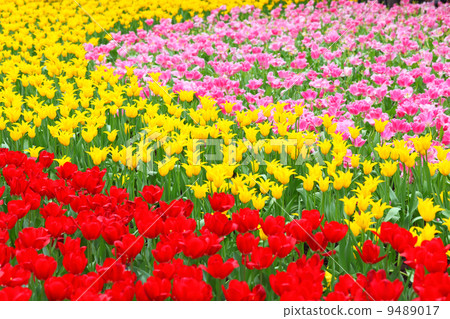 tulip flower tulip flower 9489017