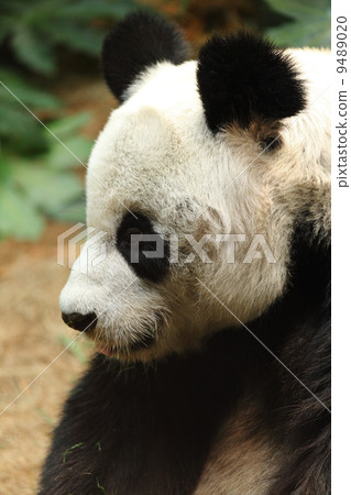 panda panda 9489020