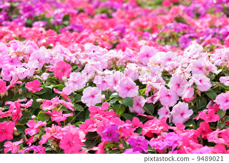 flower field flower field 9489021