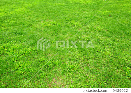 fresh spring green grass 9489022