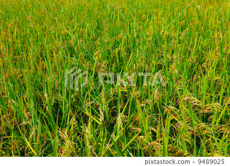Green field, Asia paddy field 9489025