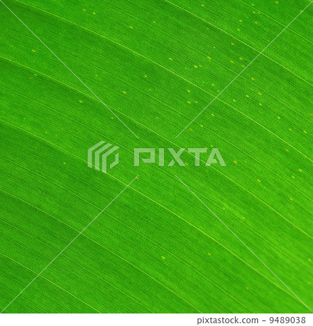 green leaf 9489038