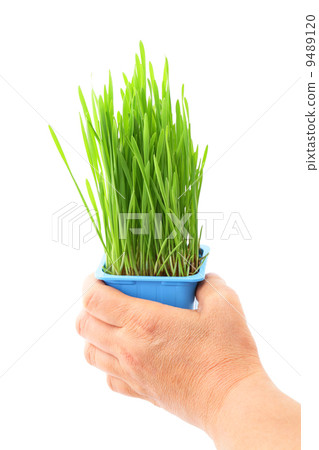 Hand hold wheatgrass in flowerpot Hand hold wheatgrass in flowerpot 9489120