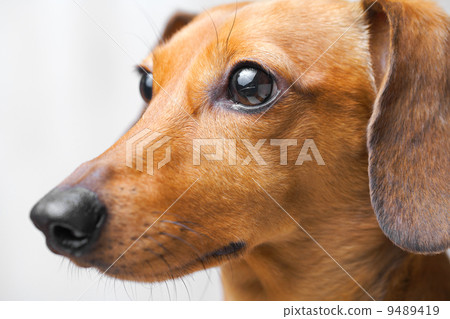 Dachshund Dog Dachshund Dog 9489419