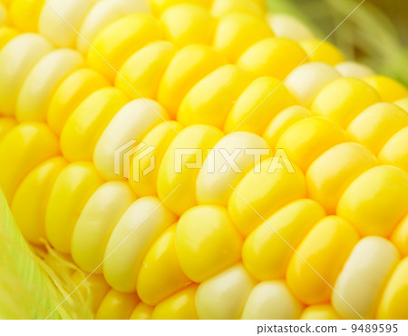 corn 9489595