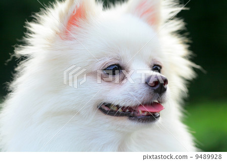 White Pomeranian dog White Pomeranian dog 9489928