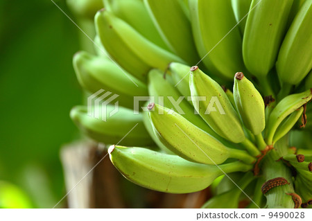 banana on tree 9490028