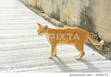 cat cat 9490272