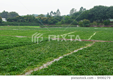 farm farm 9490279