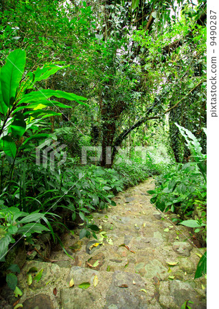 forest path road forest path road 9490287