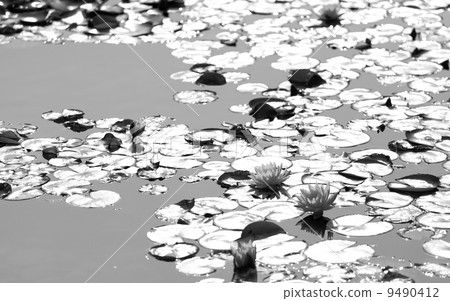 lotus pool, black and white 9490412