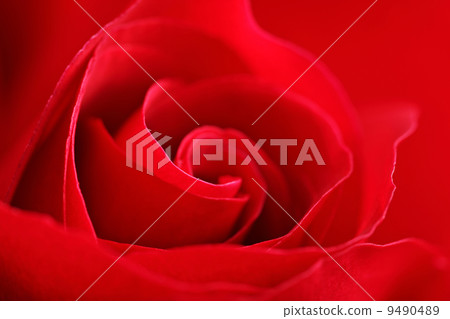 rose close up rose close up 9490489
