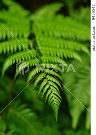 leaf , dicksoniaceae , cibotium barometz , lamb of tartary leaf , dicksoniaceae , cibotium barometz , lamb of tartary 9490541