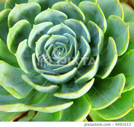 Fresh green plant close up 9491013