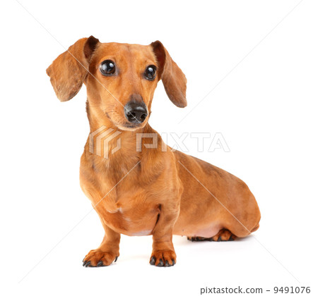 Dachshund dog portrait 9491076