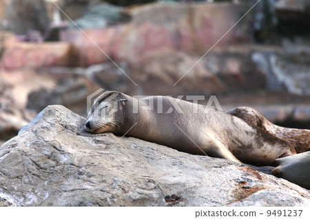sea lion 9491237