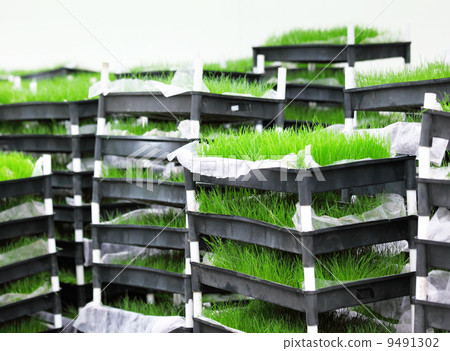 Green grass in tray 9491302