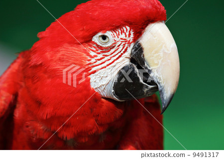 red macaw red macaw 9491317