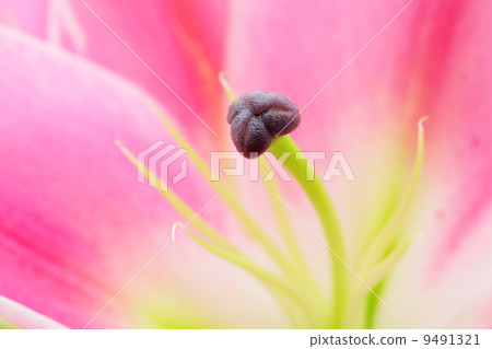 flower close-up flower close-up 9491321