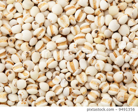 Coixseed close up 9491356