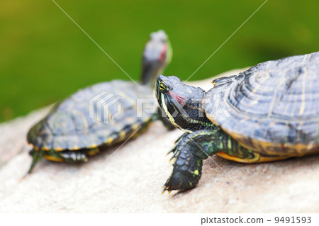 turtle 9491593